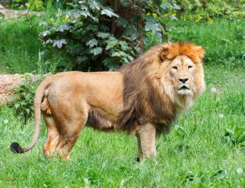 Causas de la disfunción eréctil y cuándo consultar con un urólogo en Santander